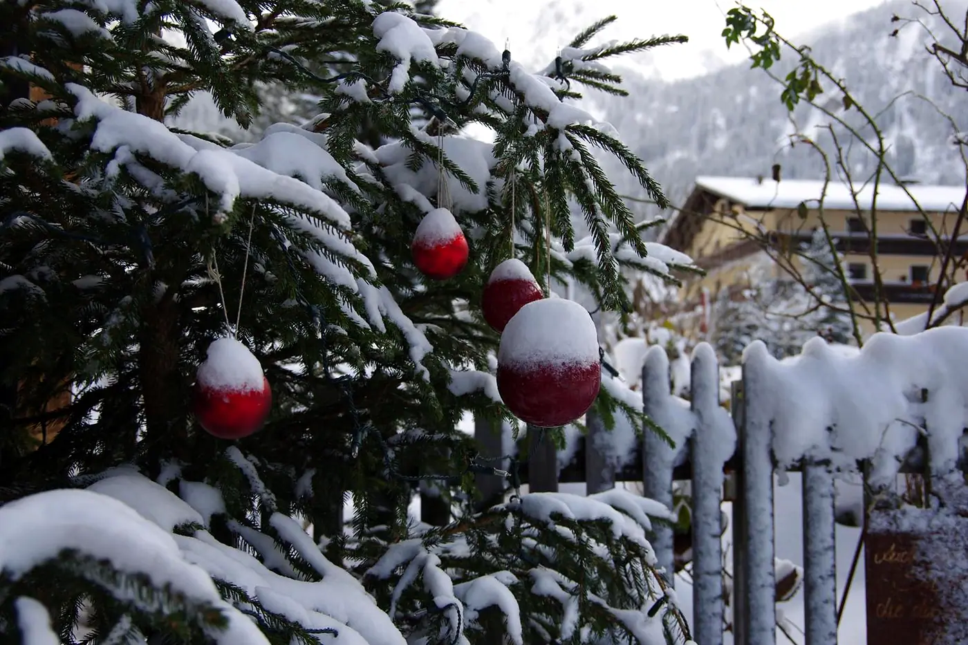 Verschneite Tanne mit roten Kugeln vor dem Haus