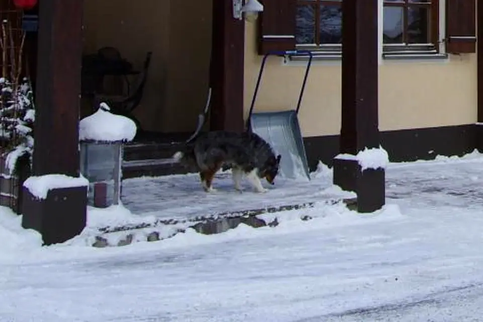 Ein Hund schnuppert im Schnee vor dem Eingang des Tirolerhof